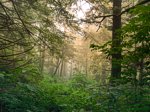 Forest 1