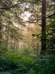 Forest 2