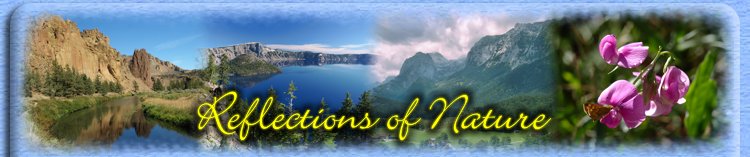 Thayer's Graphic & Web Design: Reflections of Nature